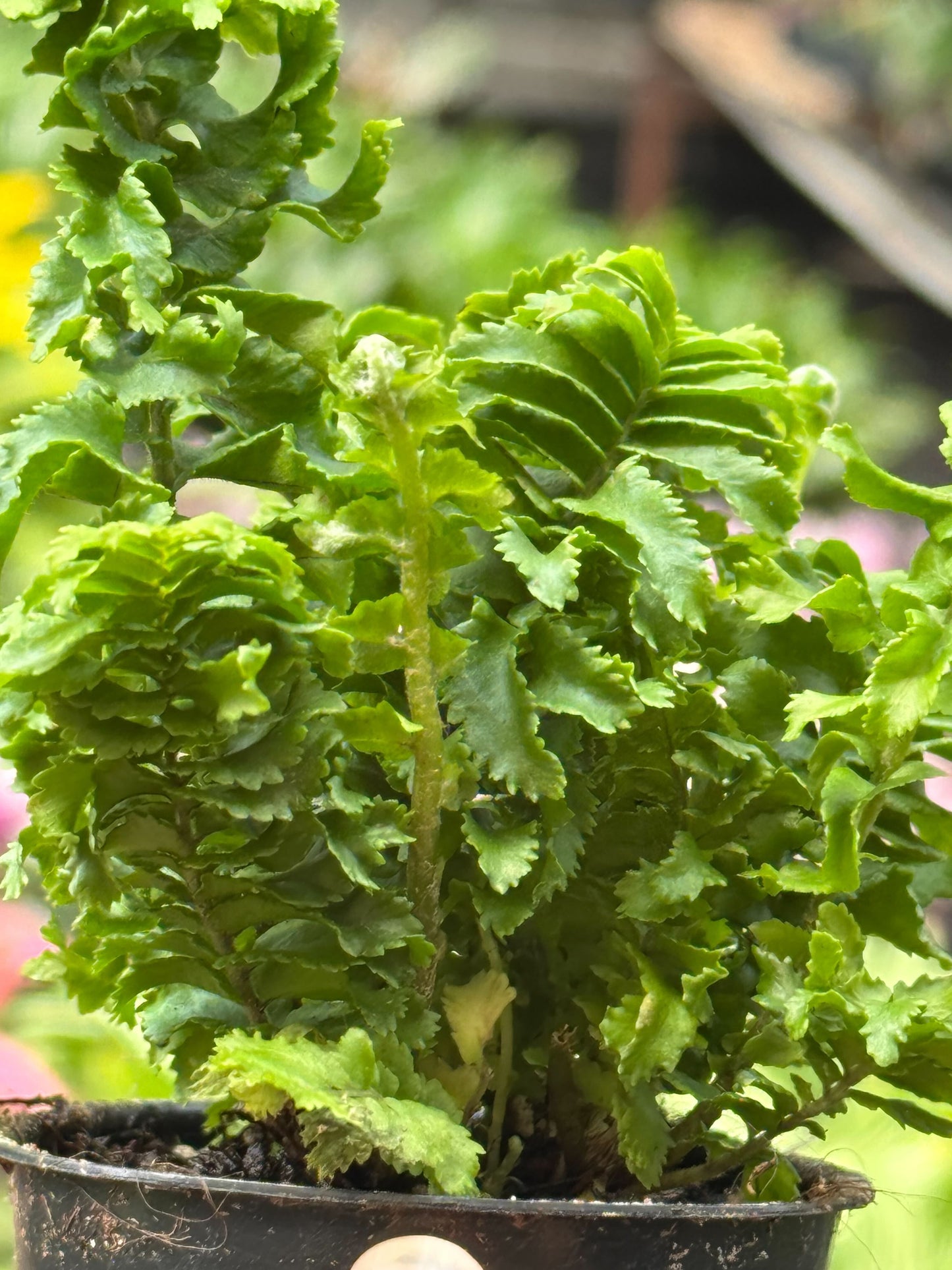 Fern 'Emina' Indoor Plants House Plant Shop