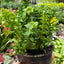 Fern 'Emina' Indoor Plants House Plant Shop
