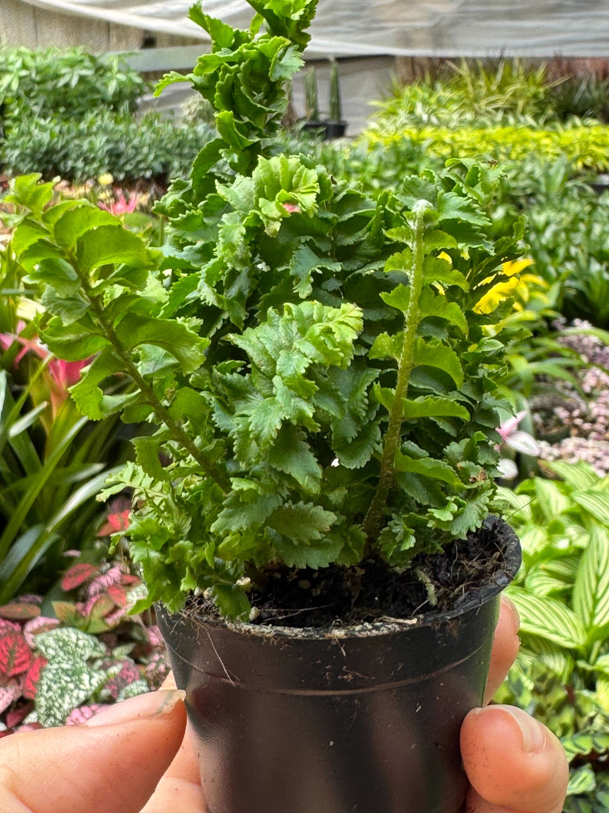 Fern 'Emina' Indoor Plants House Plant Shop