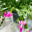 Zygocactus 'Christmas Cactus' 8 " Pot Pink House Plant Shop