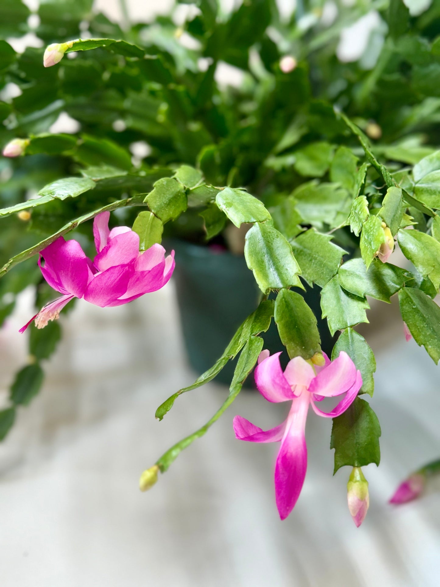 Zygocactus 'Christmas Cactus' 8 " Pot Pink House Plant Shop