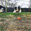 Crazy Bounce Rubber Dog Chew Toy for Power Chewers | Retrieving Ball | USA Made Rubber Dog Toys SodaPup/True Dogs, LLC