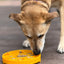 Sunflower eTray Shallow Slow Feeder Dog Bowl for Enrichment | USA Made ETRAY SodaPup/True Dogs, LLC