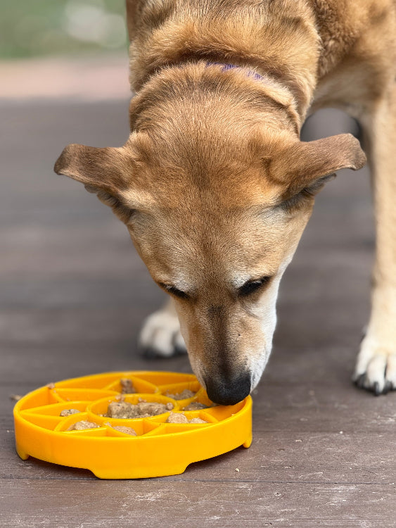 Sunflower eTray Shallow Slow Feeder Dog Bowl for Enrichment | USA Made ETRAY SodaPup/True Dogs, LLC