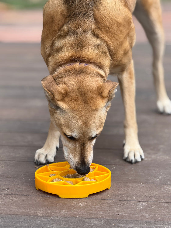 Sunflower eTray Shallow Slow Feeder Dog Bowl for Enrichment | USA Made ETRAY SodaPup/True Dogs, LLC