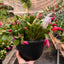 Zygocactus 'Christmas Cactus' 8 " Pot Bicolor (Red White) House Plant Shop
