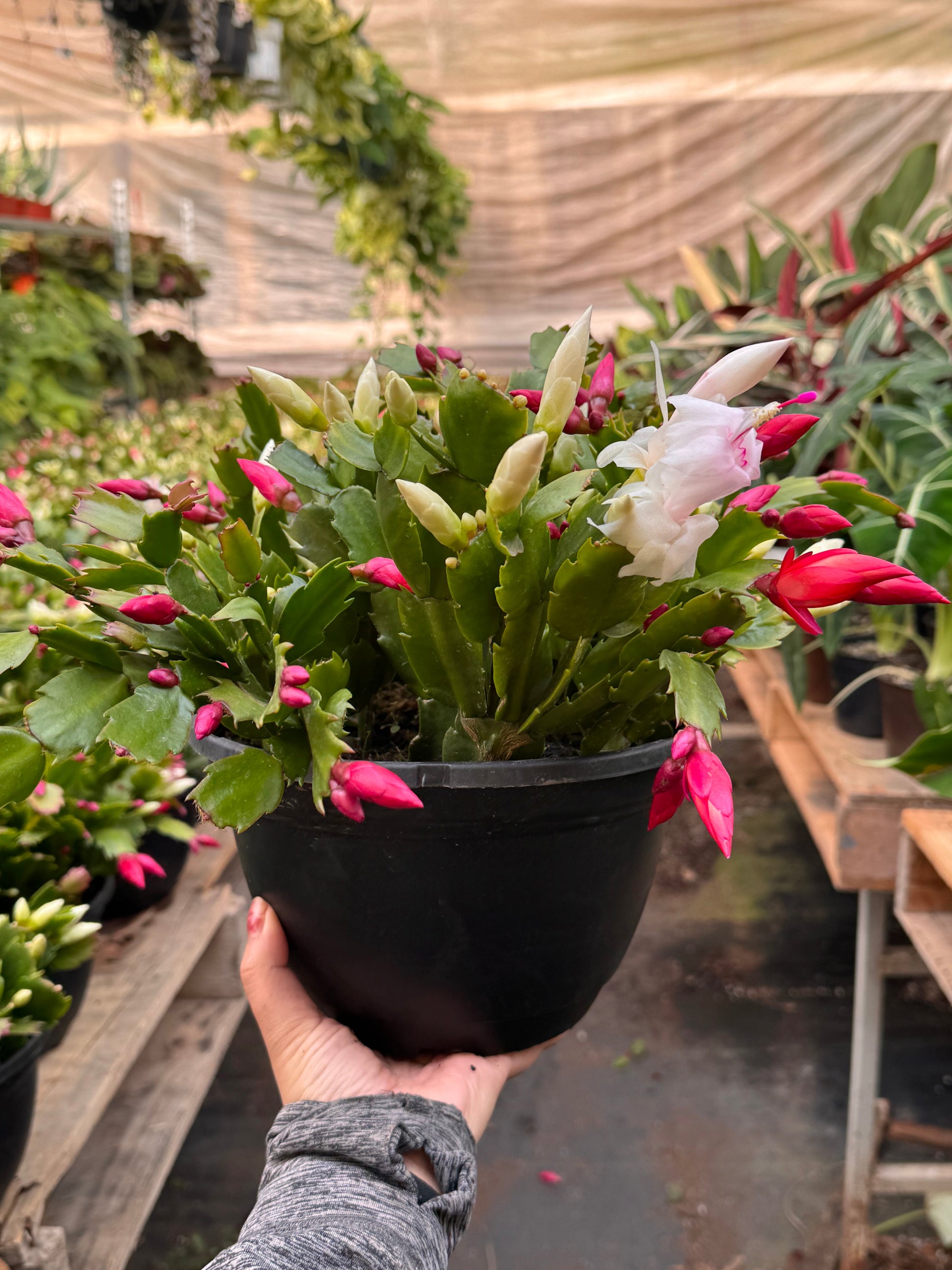 Zygocactus 'Christmas Cactus' 8 " Pot Bicolor (Red White) House Plant Shop