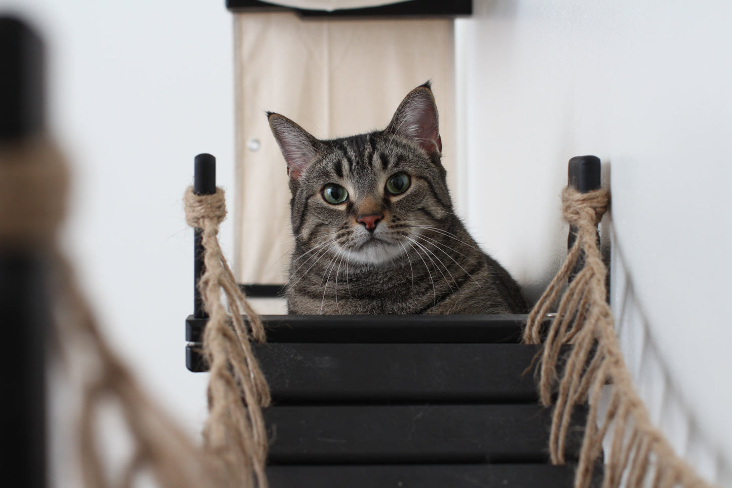 The Temple - Giant Cat Tree on Wall Cat Condo Catastrophic Creations