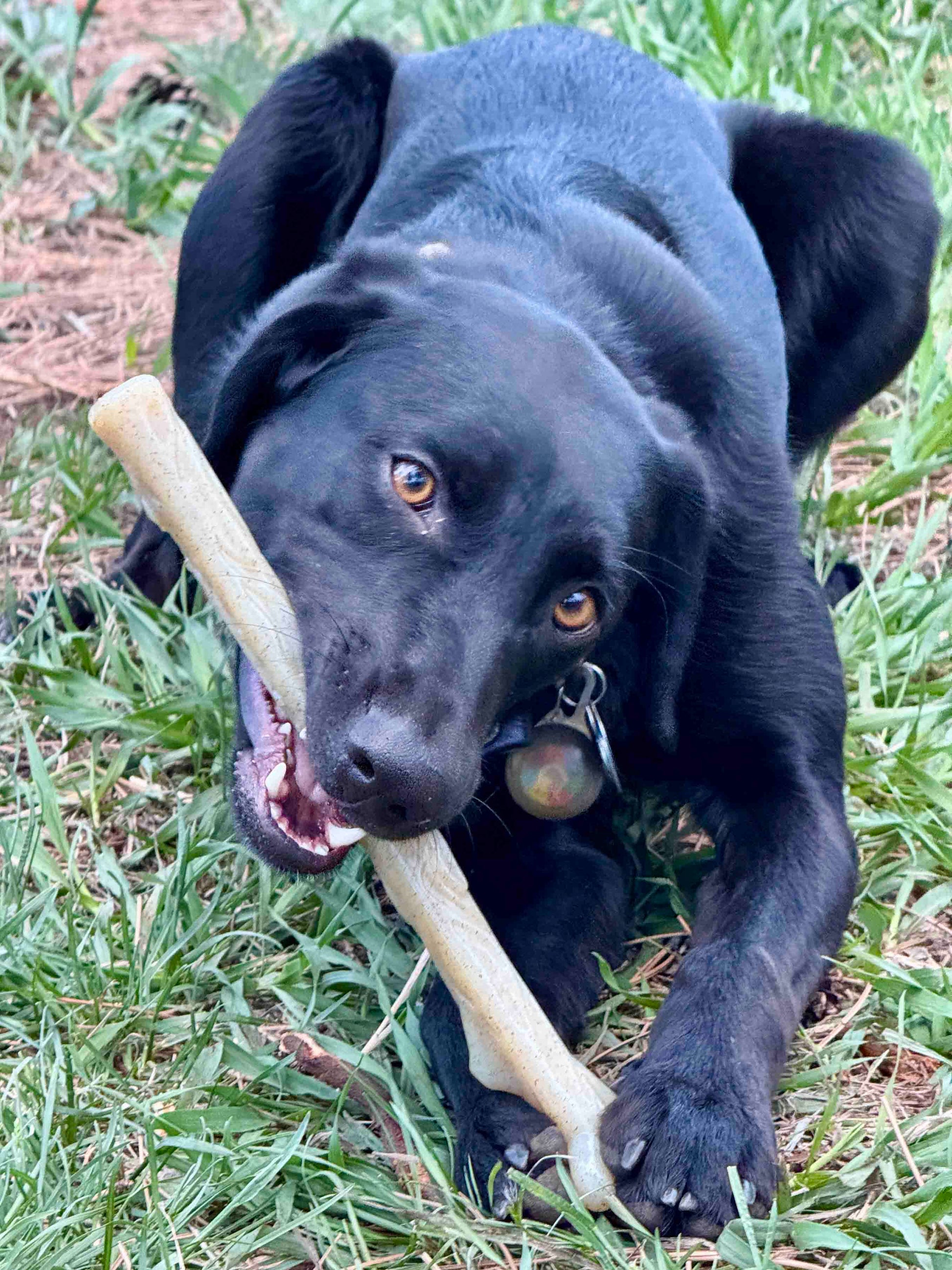 Durable Nylon Chew Stick for Power Chewers | Indestructible Dog Toy USA Nylon Dog Toys SodaPup/True Dogs, LLC