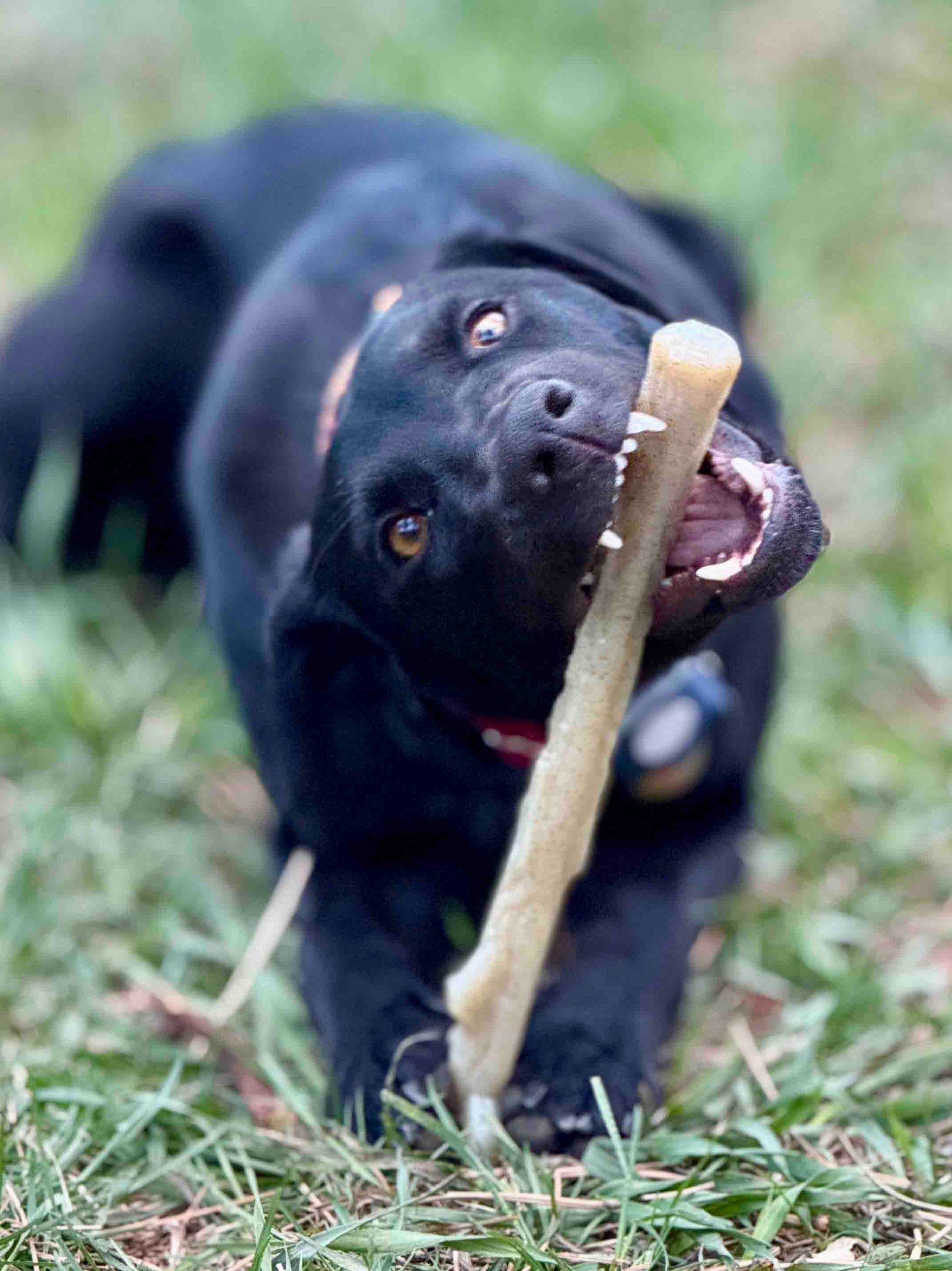 Durable Nylon Chew Stick for Power Chewers | Indestructible Dog Toy USA Nylon Dog Toys SodaPup/True Dogs, LLC
