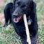 Durable Nylon Chew Stick for Power Chewers | Indestructible Dog Toy USA Nylon Dog Toys SodaPup/True Dogs, LLC