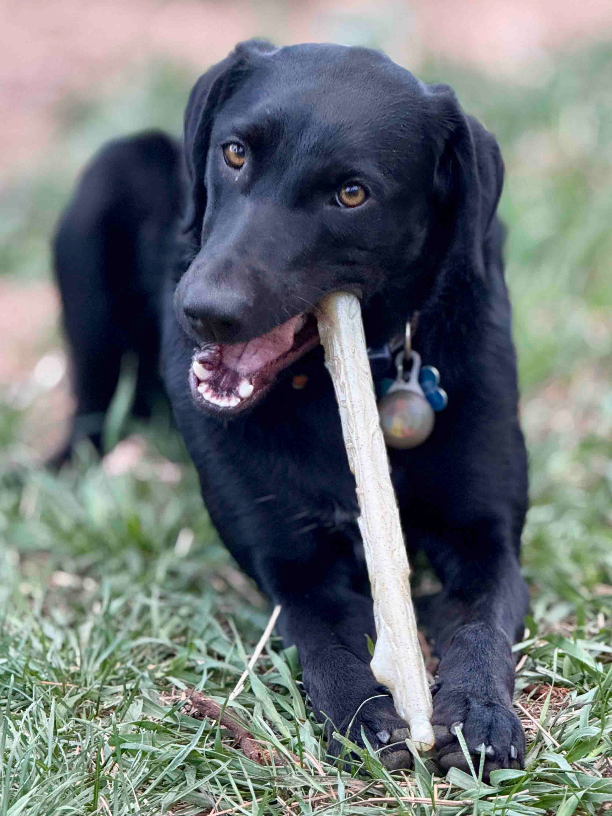 Durable Nylon Chew Stick for Power Chewers | Indestructible Dog Toy USA Nylon Dog Toys SodaPup/True Dogs, LLC