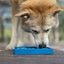 Waiting Dogs eTray - Shallow Slow Feeder Bowl for Enrichment | USA Made ETRAY SodaPup/True Dogs, LLC