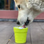 Large Flower Pot eCup Dog Treat Dispenser | Durable USA-Made Enrichment Toy | SodaPup Rubber Dog Toys SodaPup/True Dogs, LLC