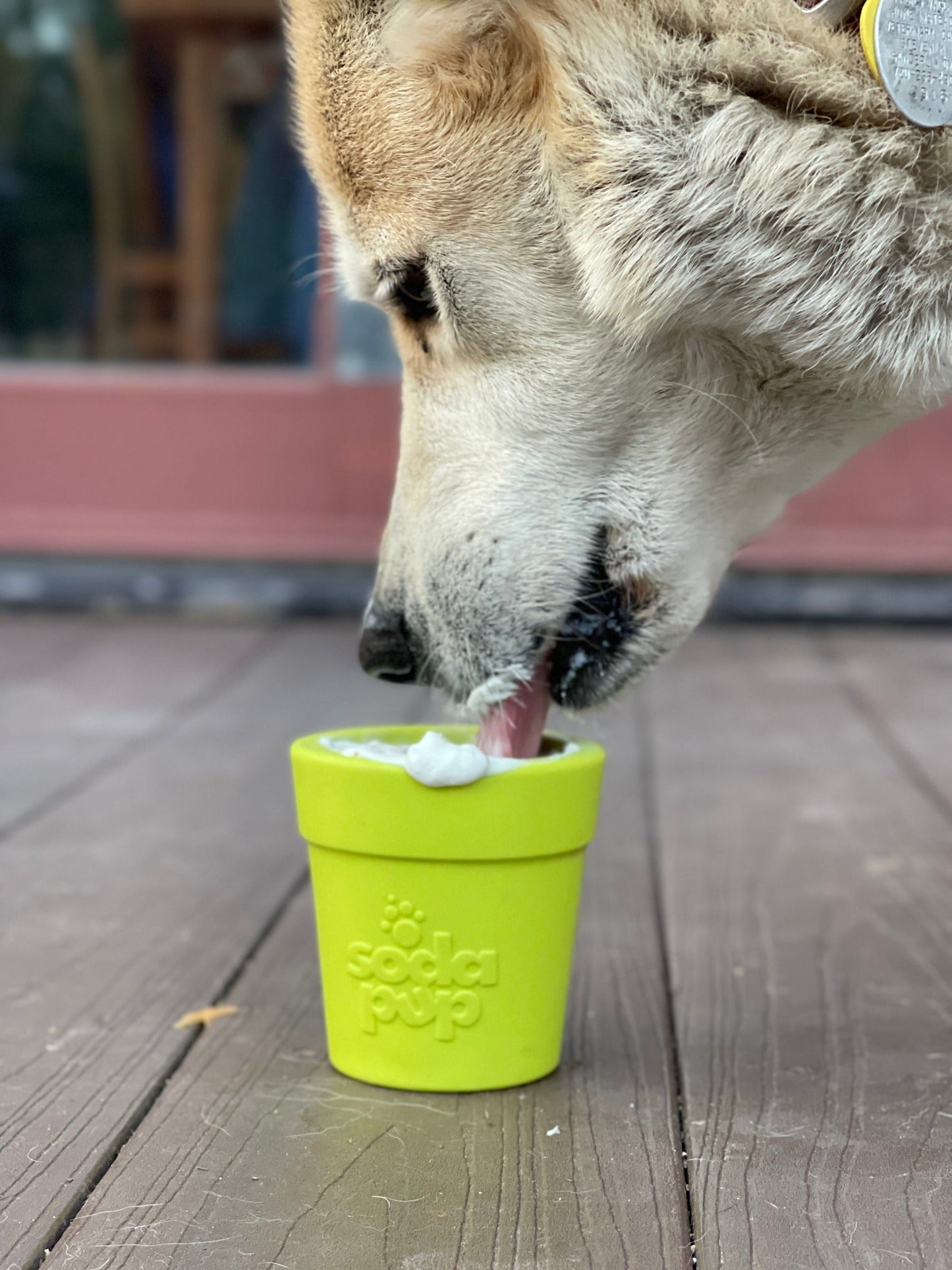 Large Flower Pot eCup Dog Treat Dispenser | Durable USA-Made Enrichment Toy | SodaPup Rubber Dog Toys SodaPup/True Dogs, LLC
