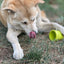 Large Flower Pot eCup Dog Treat Dispenser | Durable USA-Made Enrichment Toy | SodaPup Rubber Dog Toys SodaPup/True Dogs, LLC