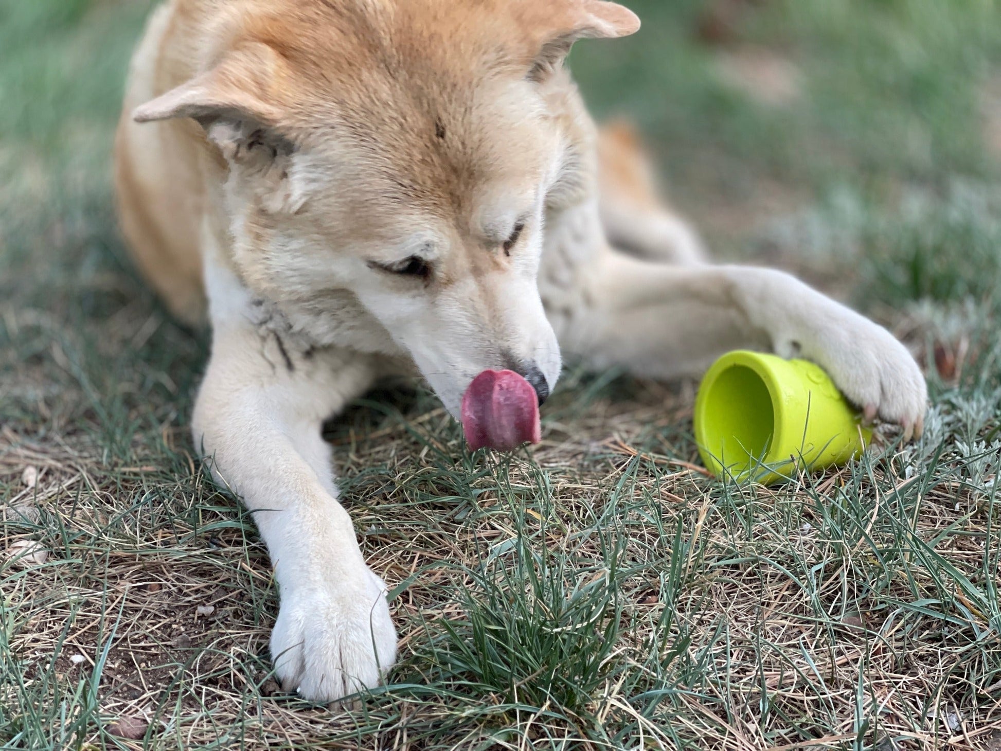 Large Flower Pot eCup Dog Treat Dispenser | Durable USA-Made Enrichment Toy | SodaPup Rubber Dog Toys SodaPup/True Dogs, LLC