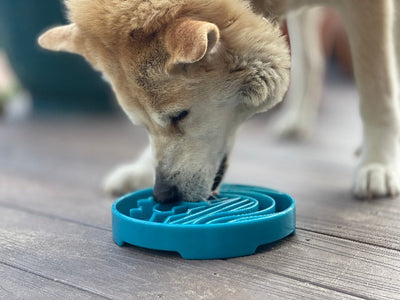 Baja Design eTray - Shallow Slow Feeder Dog Bowl for Enrichment | USA Made ETRAY SodaPup/True Dogs, LLC