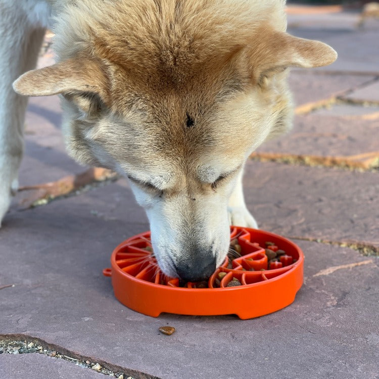 Sun and Moon eTray - Shallow Slow Feeder Dog Bowl for Enrichment | USA Made ETRAY SodaPup/True Dogs, LLC
