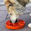 Sun and Moon eTray - Shallow Slow Feeder Dog Bowl for Enrichment | USA Made ETRAY SodaPup/True Dogs, LLC