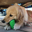 Can Toy Rubber Dog Chew Toy for Average Chewers | Treat Dispenser | USA Made Rubber Dog Toys SodaPup/True Dogs, LLC