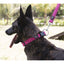 Comfort Microfiber Flat Dog Collar Dog Collars Dogline
