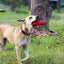 USA-K9 Firecracker Floating Training Dummy | K9 Handler Reward Toy | Red | USA Made Rubber Dog Toys SodaPup/True Dogs, LLC