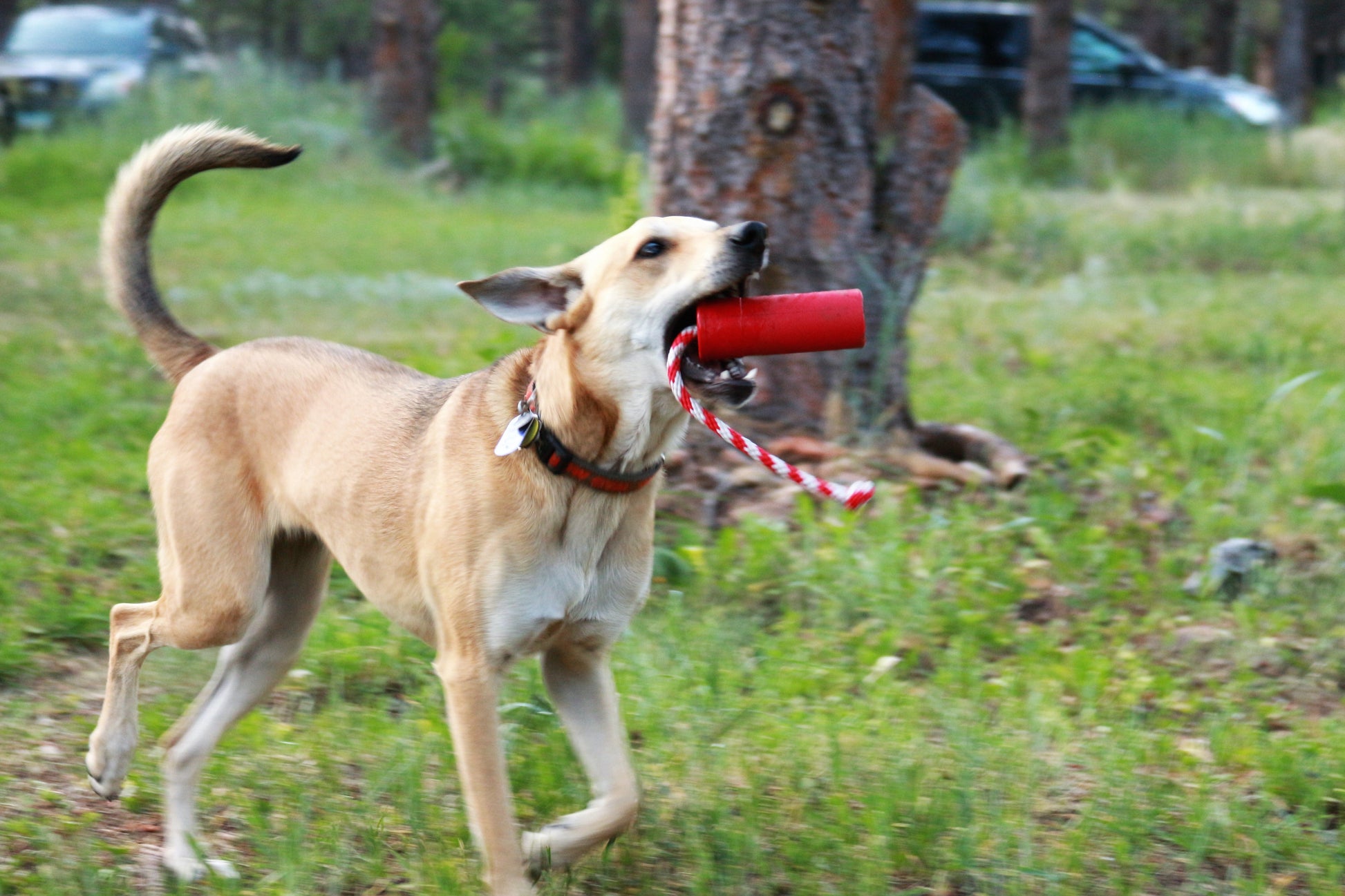 USA-K9 Firecracker Floating Training Dummy | K9 Handler Reward Toy | Red | USA Made Rubber Dog Toys SodaPup/True Dogs, LLC
