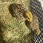 Jumbo Italian Quail Hatching Eggs Buddys Hatchery