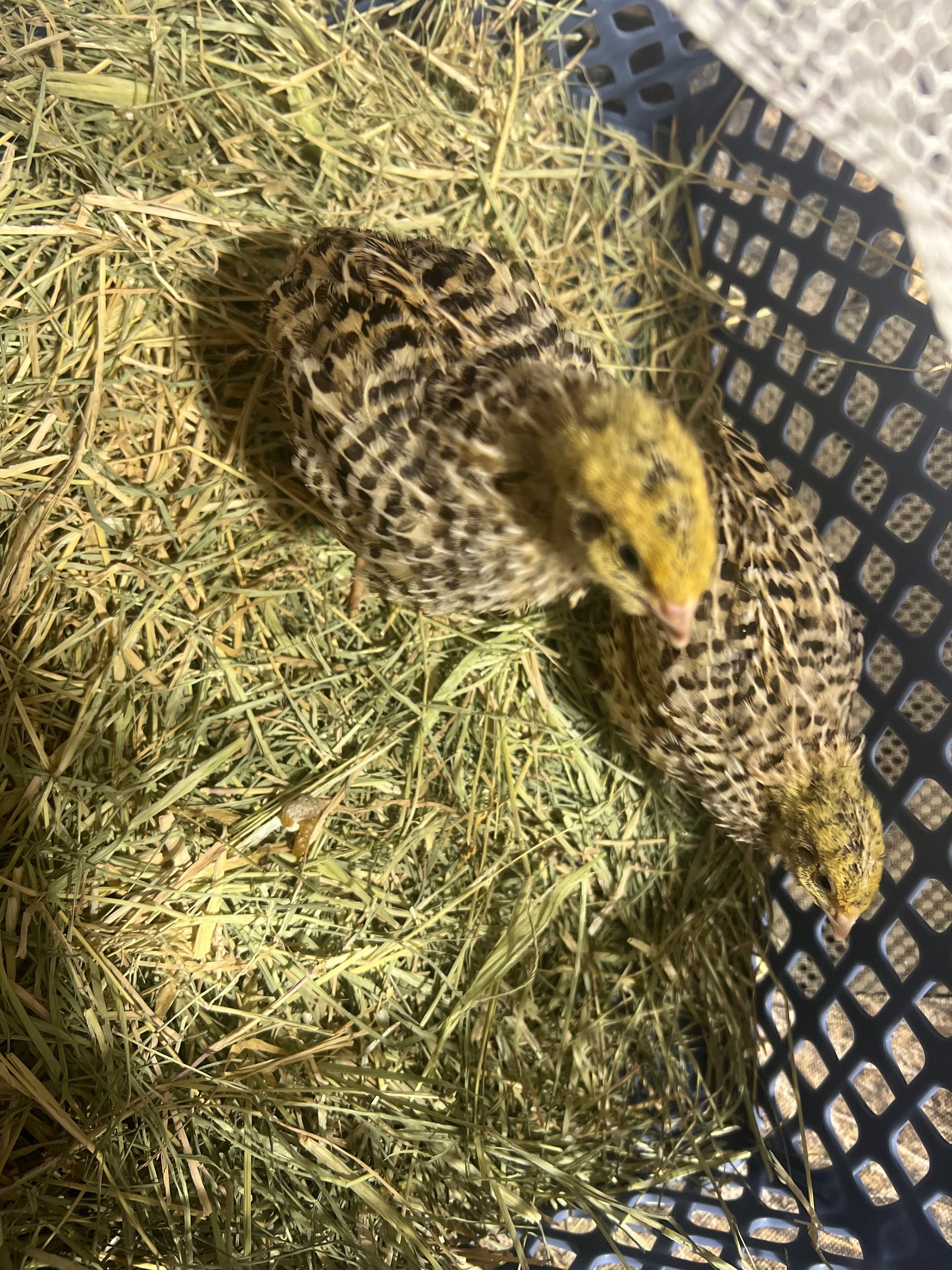 Jumbo Italian Quail Hatching Eggs Buddys Hatchery