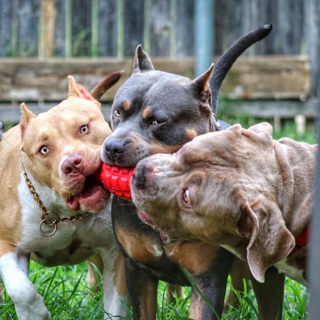 USA-K9 Grenade Rubber Dog Chew Toy | K9 Handler eDispenser Toy | Red & Blue | USA Made Rubber Dog Toys SodaPup/True Dogs, LLC