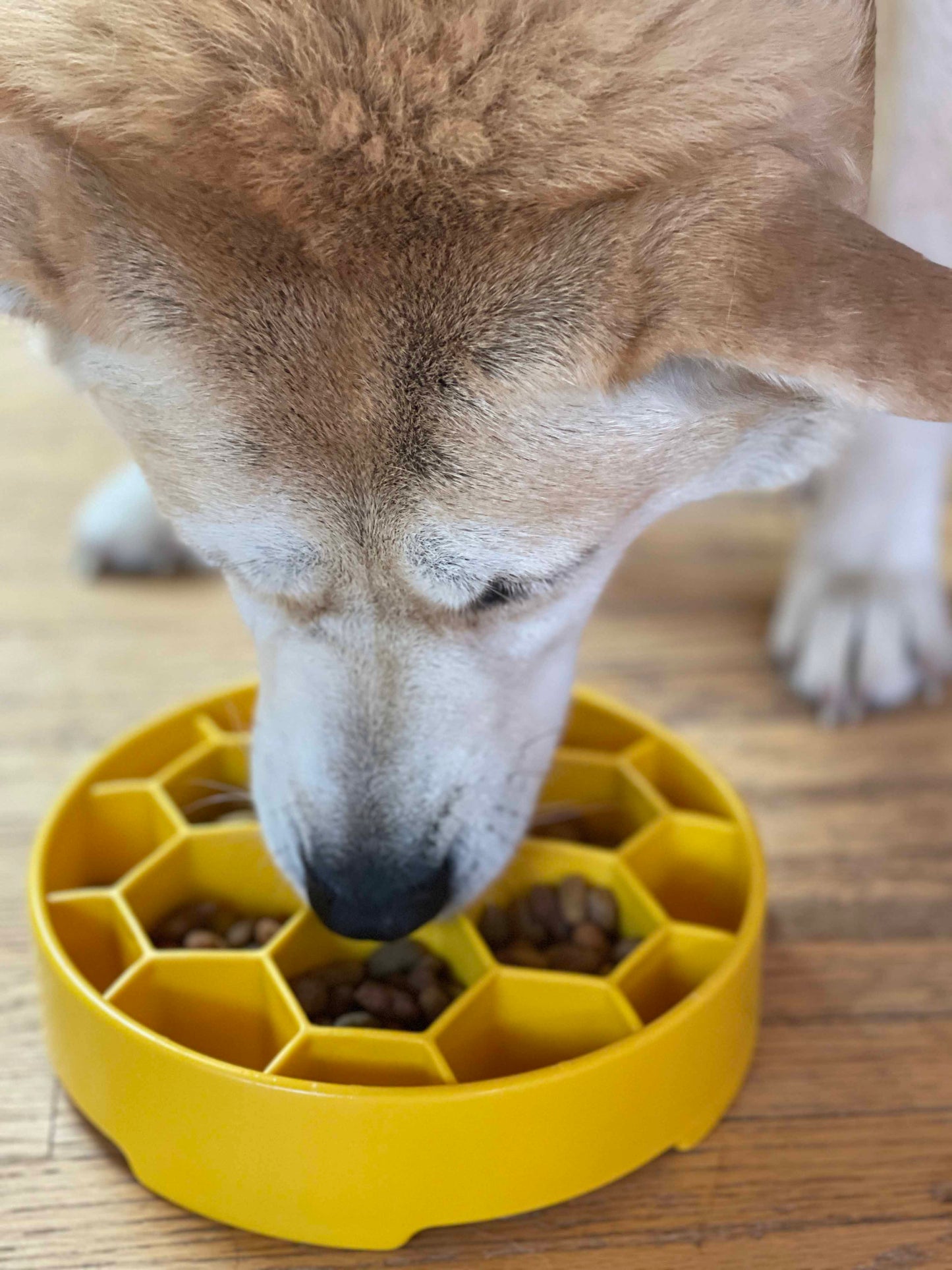 Honeycomb eBowl Deep Slow Feeder Dog Bowl for Enrichment | USA Made EBOWL SodaPup/True Dogs, LLC