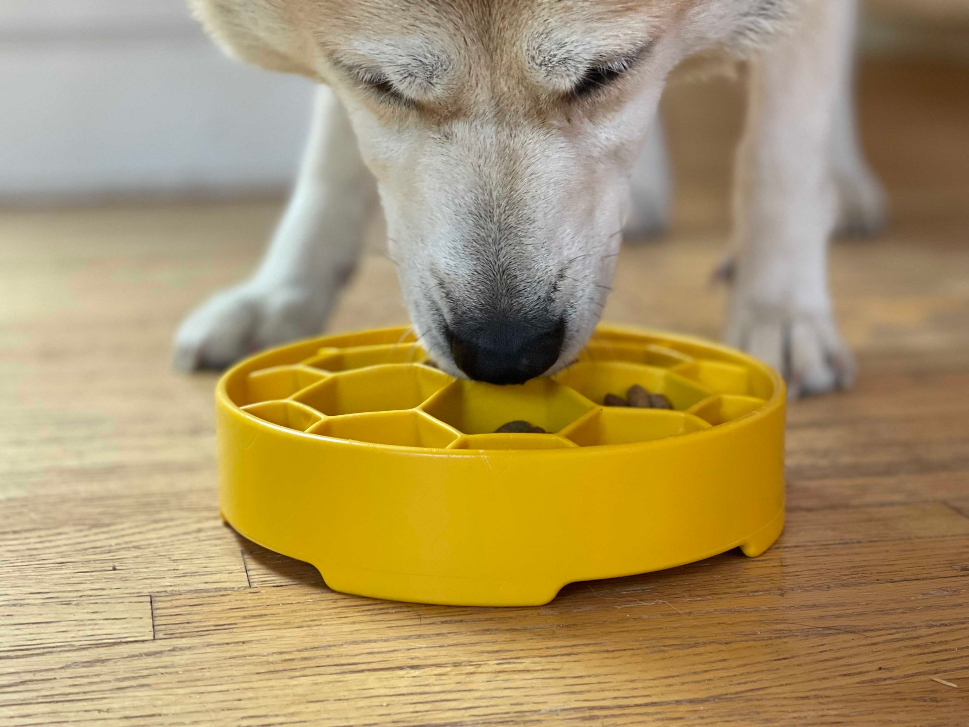 Honeycomb eBowl Deep Slow Feeder Dog Bowl for Enrichment | USA Made EBOWL SodaPup/True Dogs, LLC