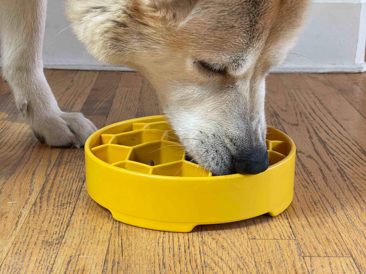 Honeycomb eBowl Deep Slow Feeder Dog Bowl for Enrichment | USA Made EBOWL SodaPup/True Dogs, LLC