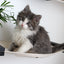 Cat Hammock Wall with Planter Cat Hammock Catastrophic Creations