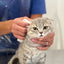 Pineapple Cat Wipes Grooming The Charleston Cat Groomer
