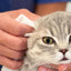 Pineapple Cat Wipes Grooming The Charleston Cat Groomer