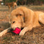 Surf's Up! Retro Van Dog Toy - Durable Chew Toy for Large Dogs | USA Made Rubber Dog Toys SodaPup/True Dogs, LLC