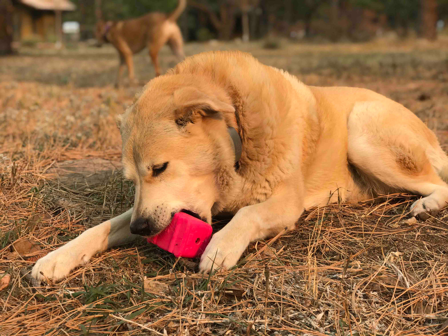 Surf's Up! Retro Van Dog Toy - Durable Chew Toy for Large Dogs | USA Made Rubber Dog Toys SodaPup/True Dogs, LLC