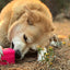 Surf's Up! Retro Van Dog Toy - Durable Chew Toy for Large Dogs | USA Made Rubber Dog Toys SodaPup/True Dogs, LLC