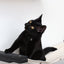 Cat Maze Wall - 3 Tier Cat Tree Cat Condo Catastrophic Creations