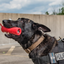 USA-K9 Firecracker Floating Training Dummy | K9 Handler Reward Toy | Red | USA Made Rubber Dog Toys SodaPup/True Dogs, LLC