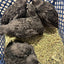 All Black Quail Hatching Eggs - Pure Breed, Ideal for Aviary Hobbyists & Breeders Buddys Hatchery
