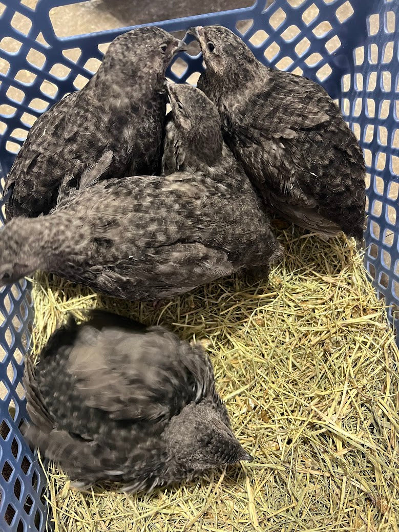 All Black Quail Hatching Eggs - Pure Breed, Ideal for Aviary Hobbyists & Breeders Buddys Hatchery