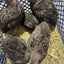 All Black Quail Hatching Eggs - Pure Breed, Ideal for Aviary Hobbyists & Breeders Buddys Hatchery