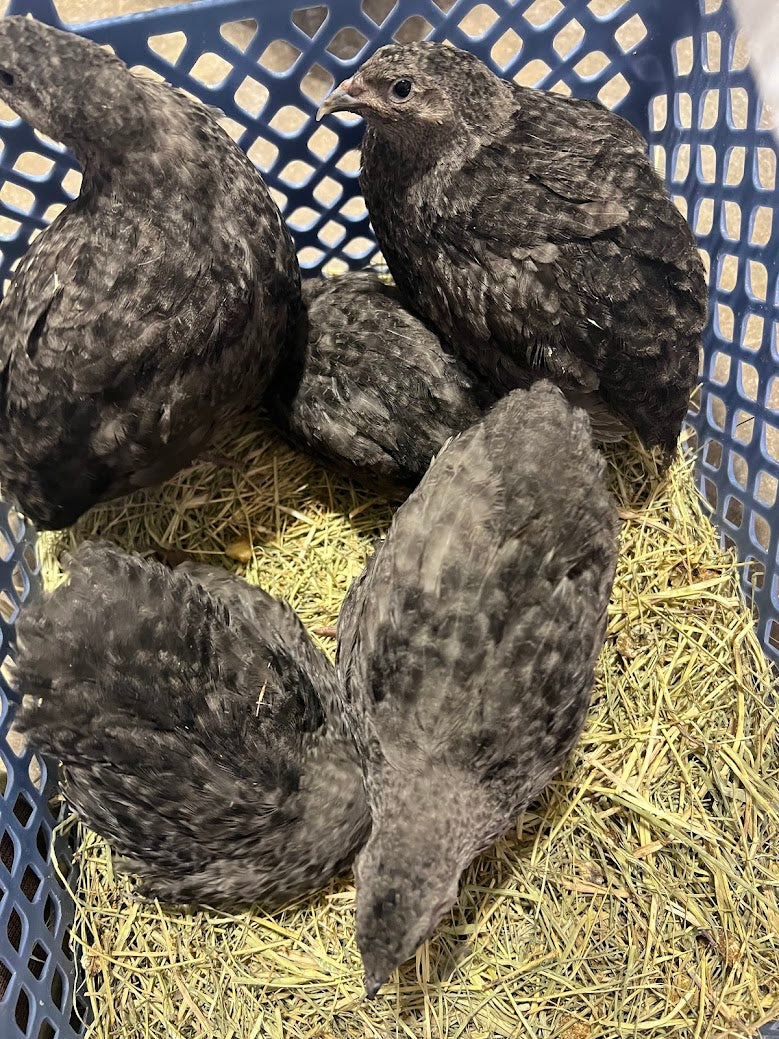 All Black Quail Hatching Eggs - Pure Breed, Ideal for Aviary Hobbyists & Breeders Buddys Hatchery