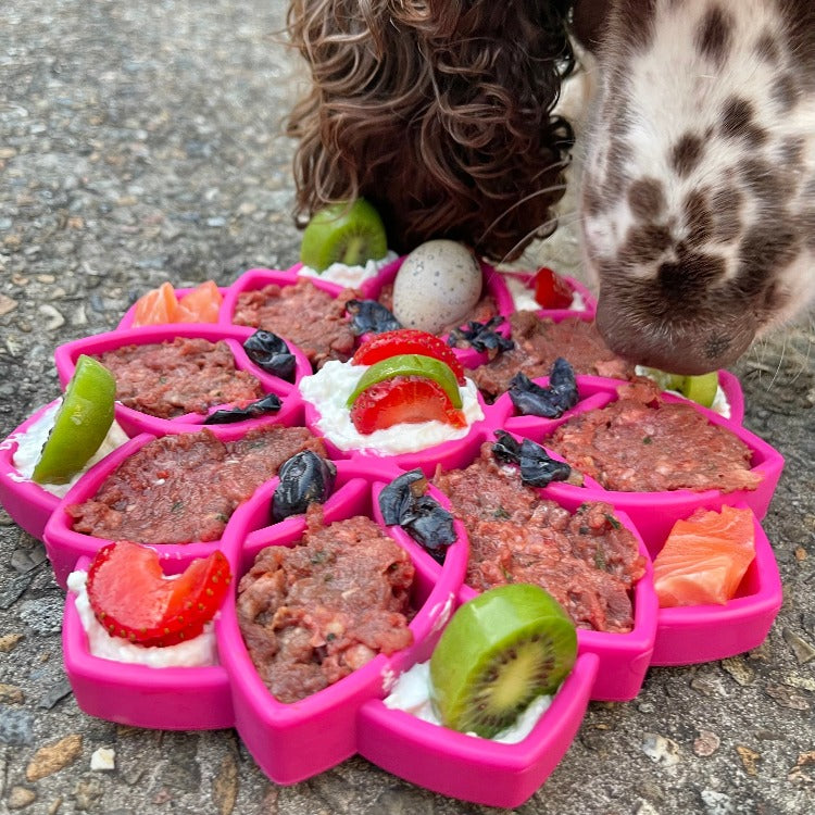Mandala eTray Shallow Slow Feeder Dog Bowl for Enrichment | USA Made ETRAY SodaPup/True Dogs, LLC