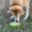 Water Frog eTray - Shallow Slow Feeder Dog Bowl for Enrichment | USA Made ETRAY SodaPup/True Dogs, LLC