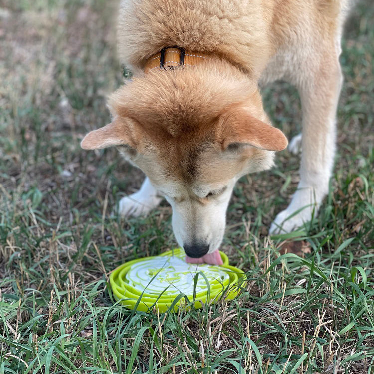 Water Frog eTray - Shallow Slow Feeder Dog Bowl for Enrichment | USA Made ETRAY SodaPup/True Dogs, LLC