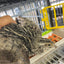 Falb-Fee Quail Hatching Eggs Buddys Hatchery